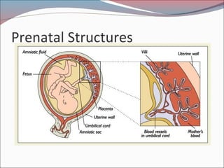 Prenatal Structures
 