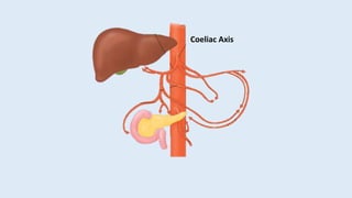 Coeliac Axis
 