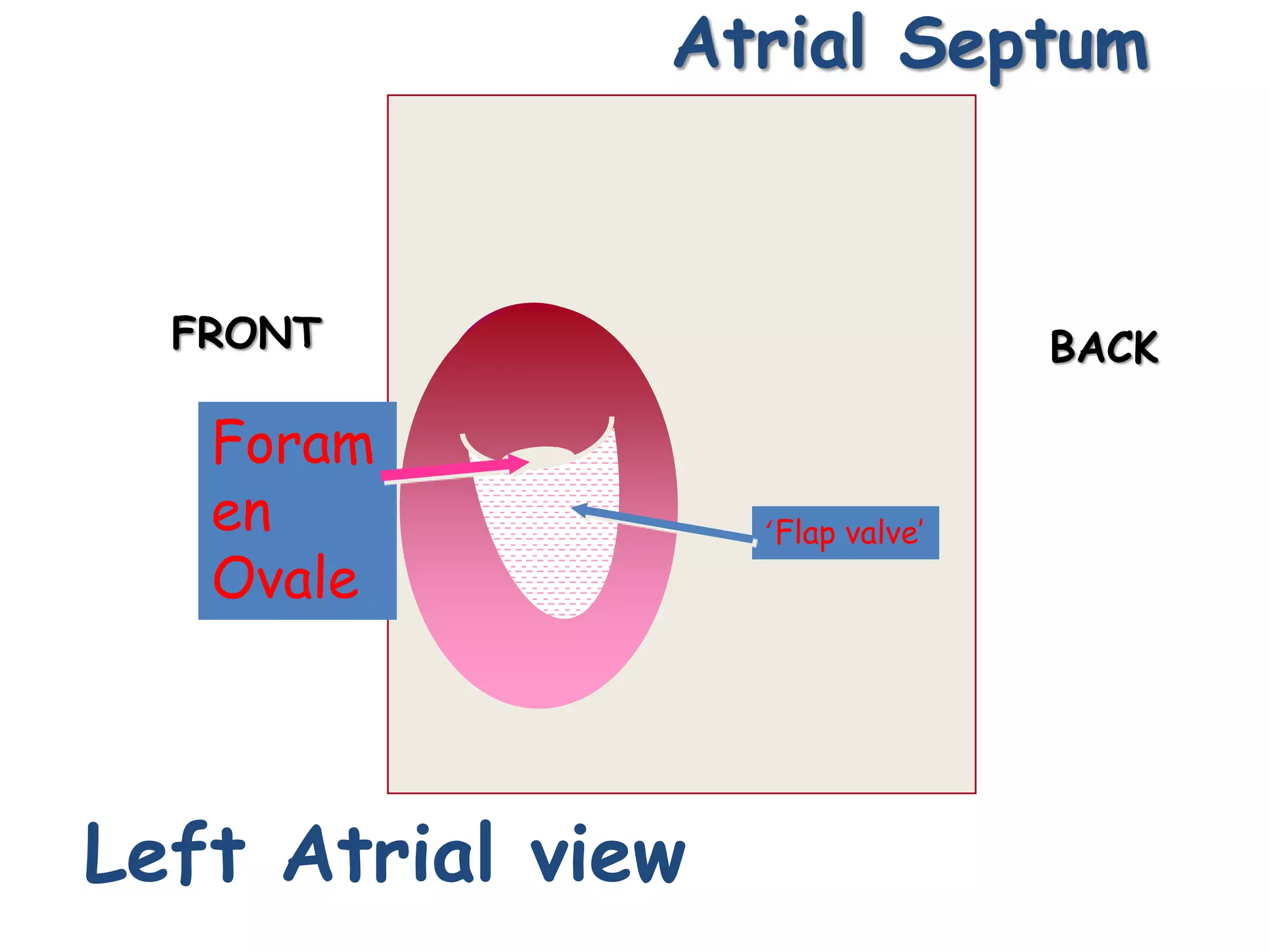 Atrial Septum
Left Atrial view
Foram
en
Ovale
‘Flap valve’
FRONT BACK
 