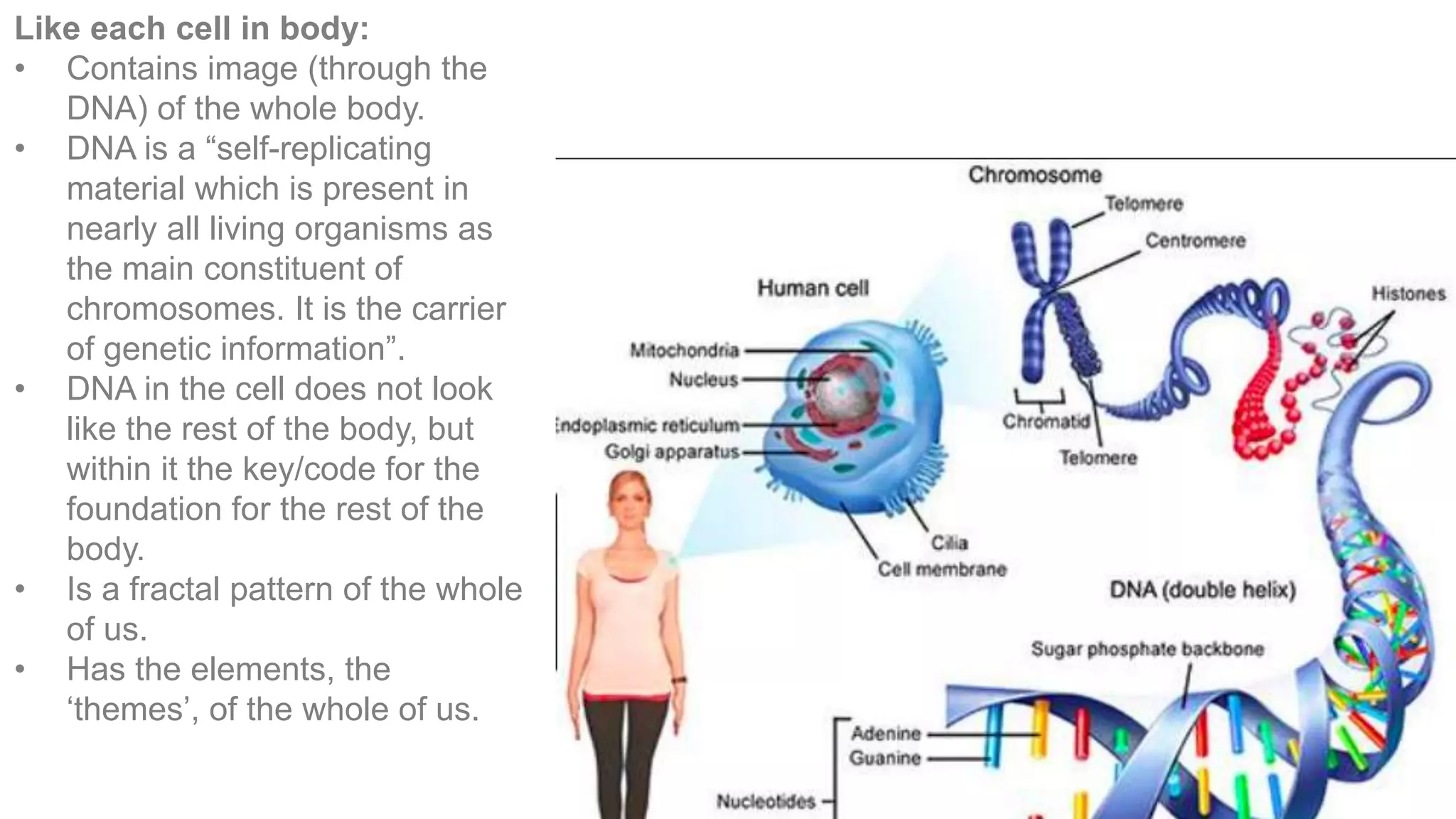 Like each cell in body:
• Contains image (through the
DNA) of the whole body.
• DNA is a “self-replicating
material which is present in
nearly all living organisms as
the main constituent of
chromosomes. It is the carrier
of genetic information”.
• DNA in the cell does not look
like the rest of the body, but
within it the key/code for the
foundation for the rest of the
body.
• Is a fractal pattern of the whole
of us.
• Has the elements, the
‘themes’, of the whole of us.
 