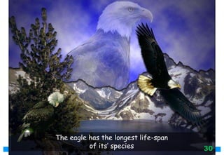 The eagle has the longest life-span
of its’ species 30
 