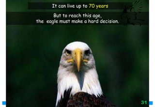 But to reach this age,
the eagle must make a hard decision.
It can live up to 70 years
31
 