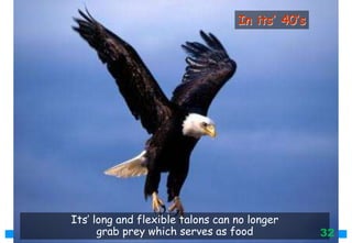 Its’ long and flexible talons can no longer
grab prey which serves as food
In its’ 40’s
32
 