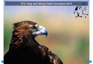 Its’ long and sharp beak becomes bent
33
 