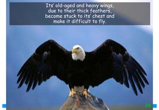 Its’ old-aged and heavy wings,
due to their thick feathers,
become stuck to its’ chest and
make it difficult to fly.
34
 