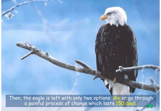 Then, the eagle is left with only two options: die or go through
a painful process of change which lasts 150 days.
35
 