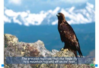 The process requires that the eagle fly
to a mountain top and sit on its’ nest.
36
 