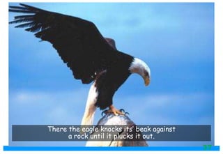 There the eagle knocks its’ beak against
a rock until it plucks it out.
37
 