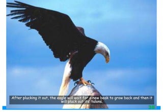 After plucking it out, the eagle will wait for a new beak to grow back and then it
will pluck out its’ talons.
38
 