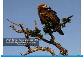 When its’ new talons grow back, the
eagle starts plucking its’ old-aged
feathers.
39
 