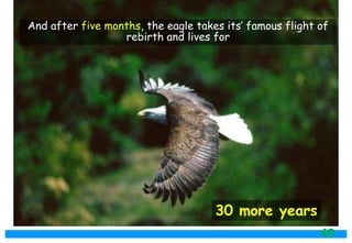 30 more years
And after five months, the eagle takes its’ famous flight of
rebirth and lives for
40
 