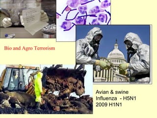 Bio and Agro Terrorism

Avian & swine
Influenza - H5N1
2009 H1N1

 
