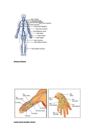 Sistema Venoso 
Locais para punção venosa  