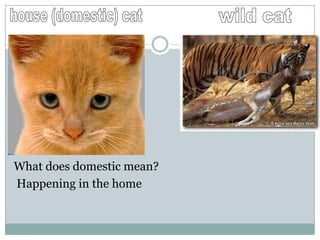 What does domestic mean?
Happening in the home
 