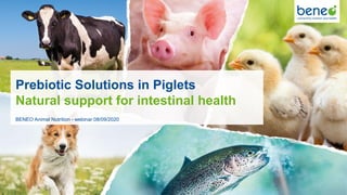 Prebiotic Solutions in Piglets
Natural support for intestinal health
BENEO Animal Nutrition - webinar 08/09/2020
 