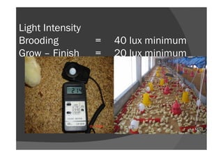 Light Intensity
Brooding = 40 lux minimum
Grow – Finish = 20 lux minimum
 