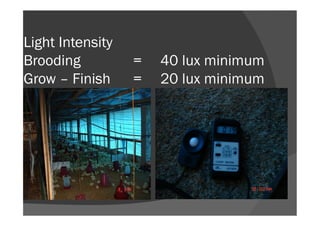 Light Intensity
Brooding = 40 lux minimum
Grow – Finish = 20 lux minimum
 