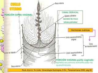 CUELLO UTERINOCANAL CERVICAL:  secretor de moco ‘plicaepalmatae’PORCIÓN SUPRA-VAGINALHormonas ováricasPORCIÓN VAGINAL portiovaginalis:  epitelio escamoso estratificado no queratinizadoRock Jhon A, Te Linde  Ginecología Quirúrgica, 9 Ed.  Panamericana 2006. pág 82