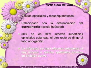 VPH: ciclo de vidaCélulas epiteliales y mesenquimatosas.Relacionado con la diferenciación del queratinocito(célula huésped)50% de los HPV infectan superficies epiteliales cutáneas, el otro resto se dirige al tubo ano-genital.La infección se hará efectiva solamente si hay acceso a células epiteliales basales en división activa .Apgar, Brotzman. Colposcopia: Principios y practica. Mc Graw Hill. 2002. p 25 y ss
