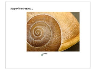A logarithmic spiral ...




                           Spiral