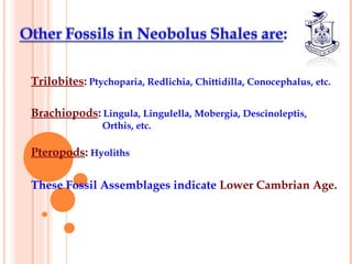 Trilobites: Ptychoparia, Redlichia, Chittidilla, Conocephalus, etc.
 
Brachiopods: Lingula, Lingulella, Mobergia, Descinoleptis,
Orthis, etc.
 
Pteropods: Hyoliths
 
These Fossil Assemblages indicate Lower Cambrian Age.
 