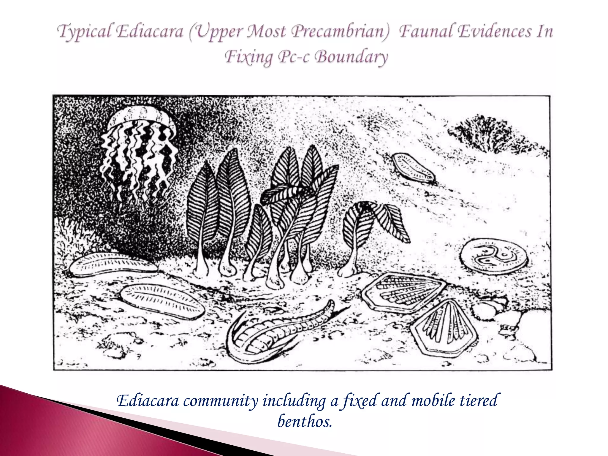 Ediacara community including a fixed and mobile tiered
benthos.
 