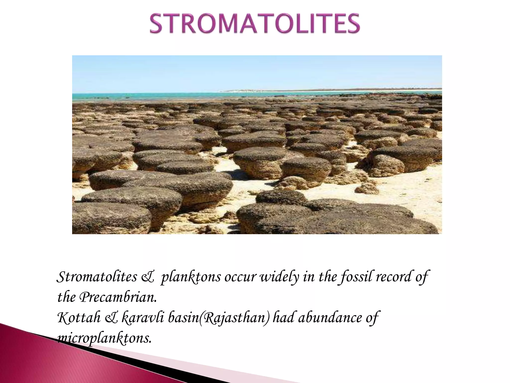 Stromatolites & planktons occur widely in the fossil record of
the Precambrian.
Kottah & karavli basin(Rajasthan) had abundance of
microplanktons.
 