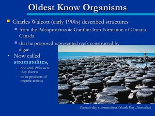  Charles Walcott (early 1900s) described structuresCharles Walcott (early 1900s) described structures
 from the Paleoproterozoic Gunflint Iron Formation of Ontario,from the Paleoproterozoic Gunflint Iron Formation of Ontario,
CanadaCanada
 that he proposed represented reefs constructed bythat he proposed represented reefs constructed by
algaealgae
Oldest Know OrganismsOldest Know Organisms
• Now called
stromatolites,
– not until 1954 were
they shown
– to be products of
organic activity
Present-day stromatolites (Shark Bay, Australia)
 
