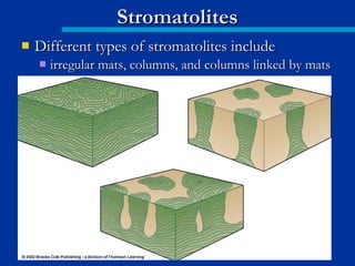  Different types of stromatolites includeDifferent types of stromatolites include
 irregular mats, columns, and columns linked by matsirregular mats, columns, and columns linked by mats
StromatolitesStromatolites
 