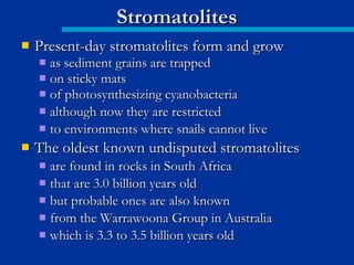  Present-day stromatolites form and growPresent-day stromatolites form and grow
 as sediment grains are trappedas sediment grains are trapped
 on sticky matson sticky mats
 of photosynthesizing cyanobacteriaof photosynthesizing cyanobacteria
 although now they are restrictedalthough now they are restricted
 to environments where snails cannot liveto environments where snails cannot live
 The oldest known undisputed stromatolitesThe oldest known undisputed stromatolites
 are found in rocks in South Africaare found in rocks in South Africa
 that are 3.0 billion years oldthat are 3.0 billion years old
 but probable ones are also knownbut probable ones are also known
 from the Warrawoona Group in Australiafrom the Warrawoona Group in Australia
 which is 3.3 to 3.5 billion years oldwhich is 3.3 to 3.5 billion years old
StromatolitesStromatolites
 