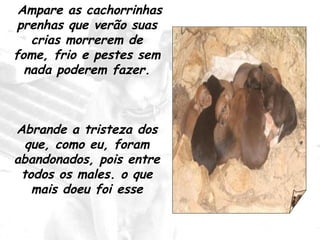Ampare as cachorrinhas prenhas que verão suas crias morrerem de fome, frio e pestes sem nada poderem fazer. Abrande a tristeza dos que, como eu, foram abandonados, pois entre todos os males. o que mais doeu foi esse 