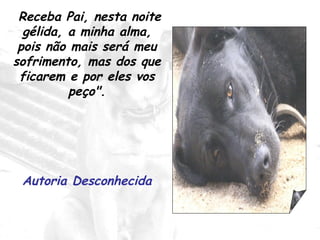 Receba Pai, nesta noite gélida, a minha alma, pois não mais será meu sofrimento, mas dos que ficarem e por eles vos peço". Autoria Desconhecida 