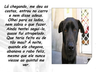 Lá chegando, me deu as costas, entrou no carro e nem disse adeus. Olhei para os lados, nem sabia o que fazer. Ainda tentei segui-lo, quase fui atropelado. Que teria feito eu de tão mau? À noite, quando ele chegava, abanava o rabo feliz, mesmo que ele nunca viesse ao quintal me ver. 