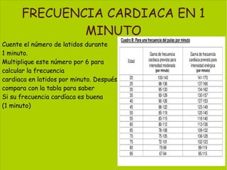 Cuente el número de latidos durante
1 minuto.
Multiplique este número por 6 para
calcular la frecuencia
cardiaca en latidos por minuto. Después
compara con la tabla para saber
Si su frecuencia cardíaca es buena
(1 minuto)
FRECUENCIA CARDIACA EN 1
MINUTO
 
