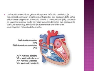    Los impulsos eléctricos generados por el músculo cardíaco (el
    miocardio) estimulan el latido (contracción) del corazón. Esta señal
    eléctrica se origina en el nódulo sinusal o sinoauricular (SA) ubicado
    en la parte superior de la cavidad superior derecha del corazón (la
    aurícula derecha). El nódulo SA también se denomina el
    «marcapasos natural» del corazón.
 