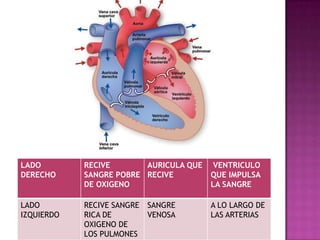 LADO        RECIVE       AURICULA QUE    VENTRICULO
DERECHO     SANGRE POBRE RECIVE         QUE IMPULSA
            DE OXIGENO                  LA SANGRE

LADO        RECIVE SANGRE   SANGRE      A LO LARGO DE
IZQUIERDO   RICA DE         VENOSA      LAS ARTERIAS
            OXIGENO DE
            LOS PULMONES
 