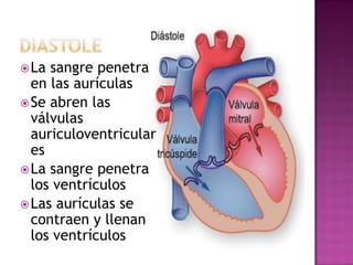  La sangre penetra
  en las aurículas
 Se abren las
  válvulas
  auriculoventricular
  es
 La sangre penetra
  los ventrículos
 Las aurículas se
  contraen y llenan
  los ventrículos
 
