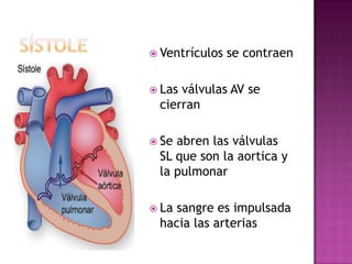  Ventrículos   se contraen

 Lasválvulas AV se
 cierran

 Seabren las válvulas
 SL que son la aortica y
 la pulmonar

 Lasangre es impulsada
 hacia las arterias
 