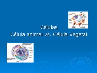 Células Célula animal vs. Célula Vegetal 
