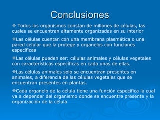 Conclusiones Todos los organismos constan de millones de células, las cuales se encuentran altamente organizadas en su interior Las células cuentan con una membrana plasmática o una pared celular que la protege y organelos con funciones específicas Las células pueden ser: células animales y células vegetales con características específicas en cada unas de ellas. Las células animales solo se encuentran presentes en animales, a diferencia de las células vegetales que se encuentran presentes en plantas. Cada organelo de la célula tiene una función especifica la cual va a depender del organismo donde se encuentre presente y la organización de la célula 