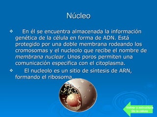 Núcleo En él se encuentra almacenada la información genética de la célula en forma de ADN. Está protegido por una doble membrana rodeando los cromosomas y el nucleolo que recibe el nombre de  membrana nuclear . Unos poros permiten una comunicación especifica con el citoplasma.  El nucleolo es un sitio de síntesis de ARN, formando el ribosoma. Volver a estructura De la célula 