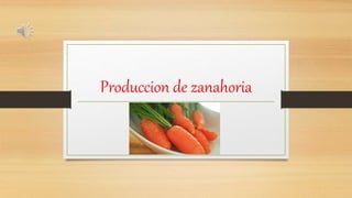 Produccion de zanahoria
 