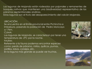 Las lagunas de Mojanda están rodeadas por pajonales y remanentes de
bosques nativos que mantienen una biodiversidad representativa de los
páramos septentrionales andinos.
Estas lagunas son el fruto del desaparecimiento del volcán Mojanda.

UBICACIÓN:
Se encuentra en el límite provincial entre Pichincha e
Imbabura, pasando la población de Pedro Moncayo
a 17km.
CLIMA:
Las lagunas de Mojanda, se caracterizan por tener una
temperatura de -2°C por la noche.
FAUNA:
Referente a la fauna podemos encontrar especies
como: perdis de páramo, mirlos, quilicos, pumas,
zorrillos, lobos, conejos, etc.
En la laguna más grande se puede ver truchas.
 