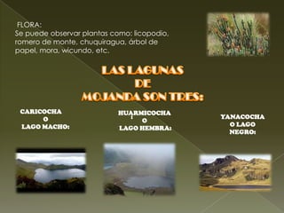 FLORA:
Se puede observar plantas como: licopodio,
romero de monte, chuquiragua, árbol de
papel, mora, wicundo, etc.




 CARICOCHA                  HUARMICOCHA
      O                        :             YANACOCHA
                                 O
 LAGO MACHO:                                   O LAGO
                            LAGO HEMBRA:
                                               NEGRO:
 