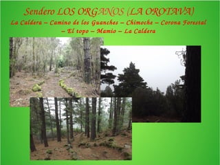 Sendero LOS ORGANOS (LA OROTAVA) 
La Caldera – Camino de los Guanches – Chimoche – Corona Forestal 
– El topo – Mamio – La Caldera 
 