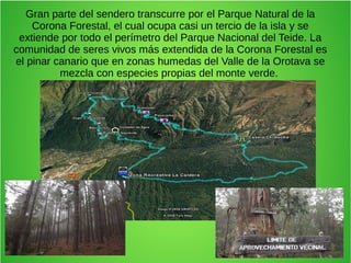 Gran parte del sendero transcurre por el Parque Natural de la 
Corona Forestal, el cual ocupa casi un tercio de la isla y se 
extiende por todo el perímetro del Parque Nacional del Teide. La 
comunidad de seres vivos más extendida de la Corona Forestal es 
el pinar canario que en zonas humedas del Valle de la Orotava se 
mezcla con especies propias del monte verde. 
 