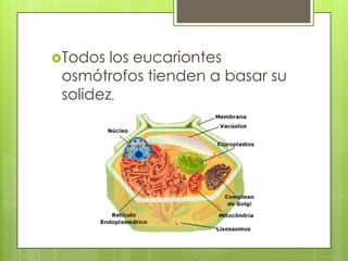 Todos los eucariontes osmótrofos tienden a basar su solidez, 