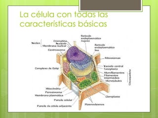 La célula con todas las características básicas