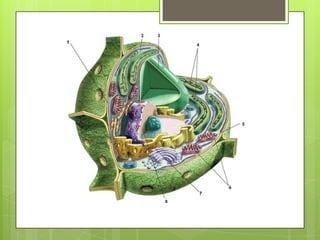 Precentacion en power point de la celula