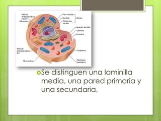 Se distinguen una laminilla media, una pared primaria y una secundaria,